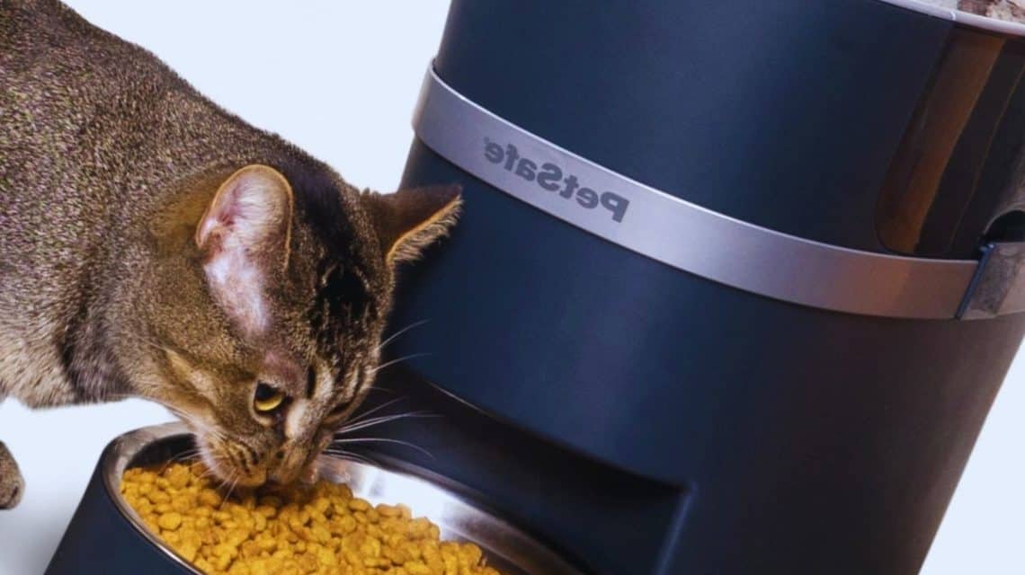 Improve Your Pet Parenting with Petco Automatic Cat Feeder in New York